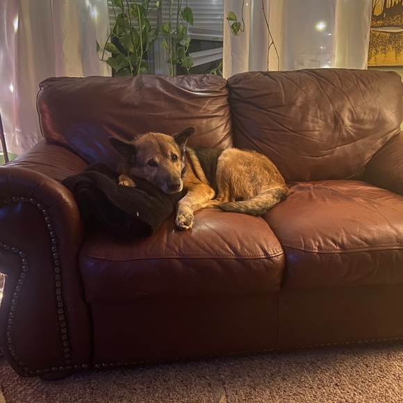 Meet your Posher, Kindra - Picture 2 of 2